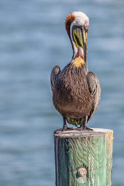 Photograph Arianna Grainey Pelican on One Eyeland