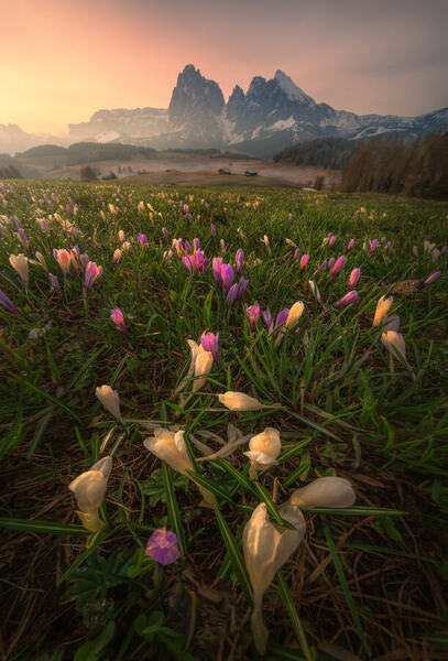 Photograph Markus Albert Morning Bloom on One Eyeland