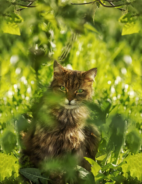 Photograph Olga Sofronova Cat on One Eyeland