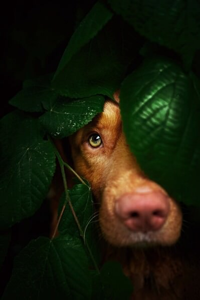 Photograph Denisa Zbrankova Albaniova Hidden on One Eyeland