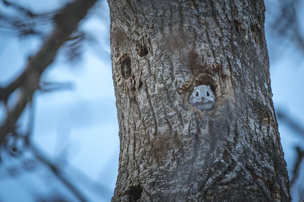 Photograph Go Nagai Peeking From The Hollow on One Eyeland
