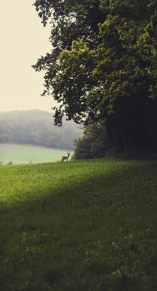 Photograph Mischa Raetz My Deer Nature on One Eyeland
