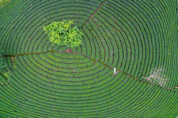 Photograph Aung Chan Thar Beautiful Pattern on One Eyeland