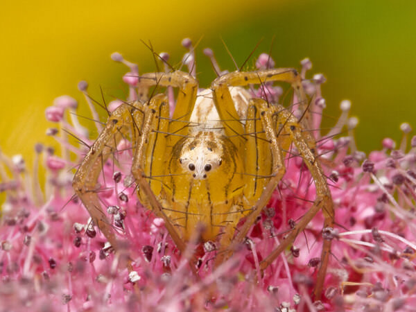 Photograph Hiro Hiro Spider on One Eyeland