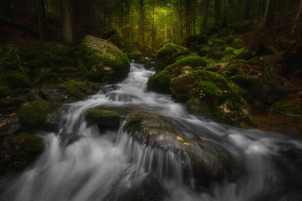 Photograph Petr Kleisner Forest Light on One Eyeland