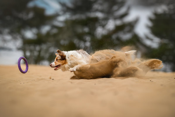 Photograph Lucie Nermutova Paws In Flight on One Eyeland