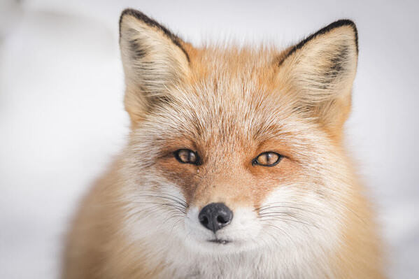 Photograph Go Nagai Eyes Of The Northern Wild on One Eyeland