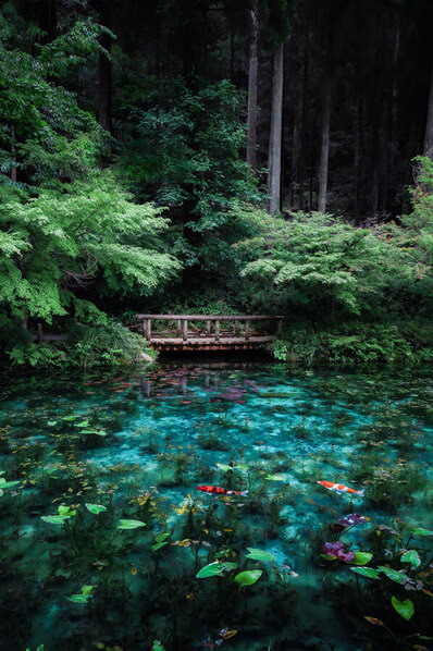 Photograph Hiroki Matsubara Pond With No Name on One Eyeland