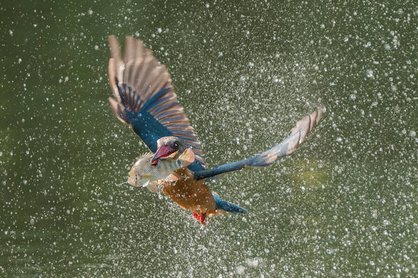 Photograph Paing Htet Stork Billed Kingfisher With Prey on One Eyeland