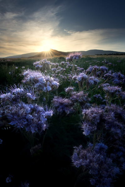 Photograph Gabriel Jakab Blooming Sunset on One Eyeland