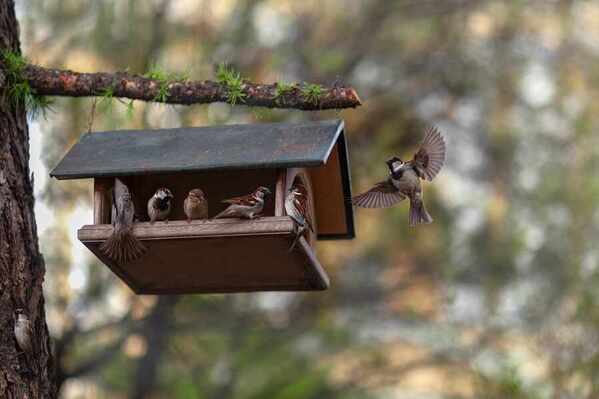 Photograph Olga Dunaeva Bird Canteen on One Eyeland