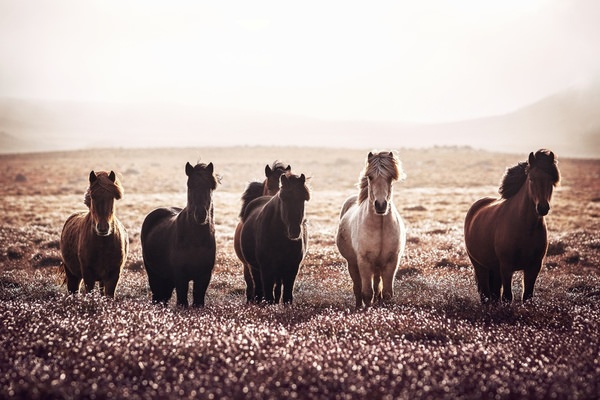 Photograph Denisa Zbrankova Albaniova Iceland Horses on One Eyeland