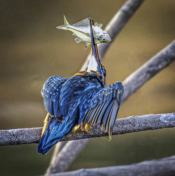 Photograph Irfan Ali The Perfect Catch on One Eyeland