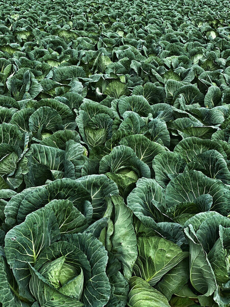 Photograph Hironobu Okubo Good Harvest on One Eyeland