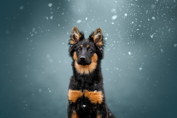 Photograph Lucie Nermutova Winter Sentinel on One Eyeland