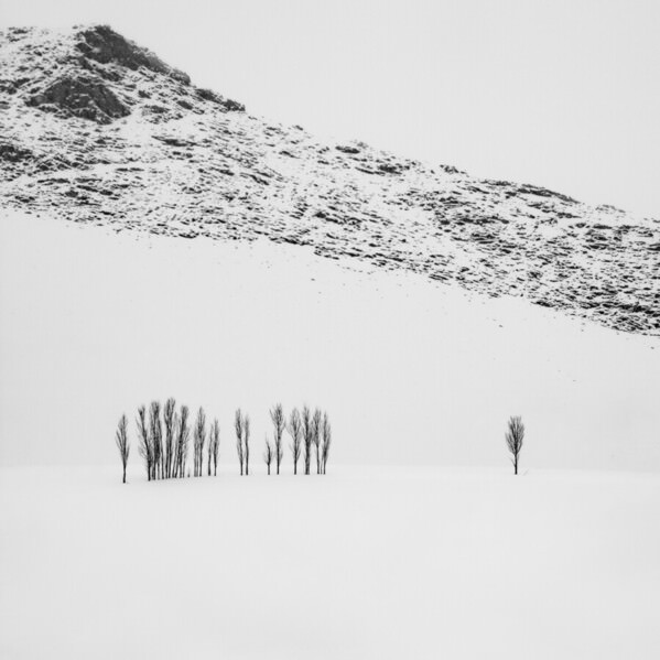 Photograph Mohammad Alipour Alone Tree on One Eyeland