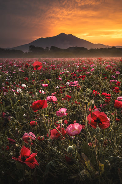 Photograph Hiroki Matsubara The Land In Bloom on One Eyeland