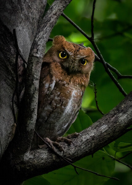Photograph Hiroki Matsubara Those Eyes on One Eyeland