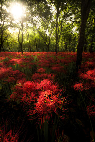 Photograph Hiroki Matsubara Forest Of Manjushage on One Eyeland