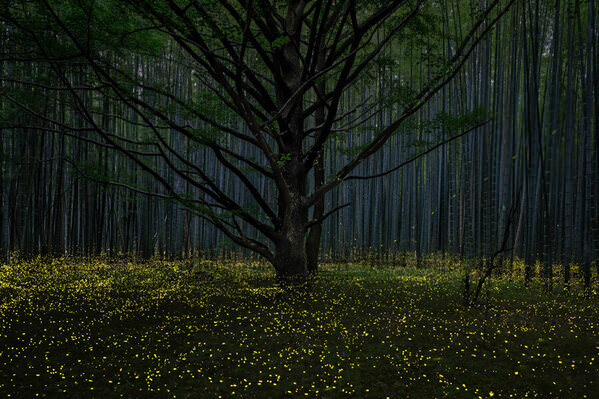 Photograph Hiroki Matsubara Firefly Gathering Tree on One Eyeland