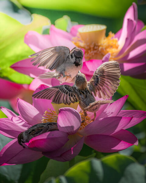 Photograph Hiroki Matsubara Dancing On A Stage Of Flowers on One Eyeland
