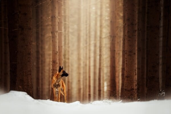 Photograph Denisa Zbrankova Albaniova Winter Is Coming on One Eyeland