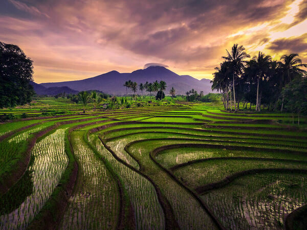 Photograph Rahmad Himawan Morning Atmosphere In The Rice Fields At Sunrise on One Eyeland