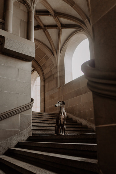 Photograph Fabienne Gassmann Galgo In The City on One Eyeland