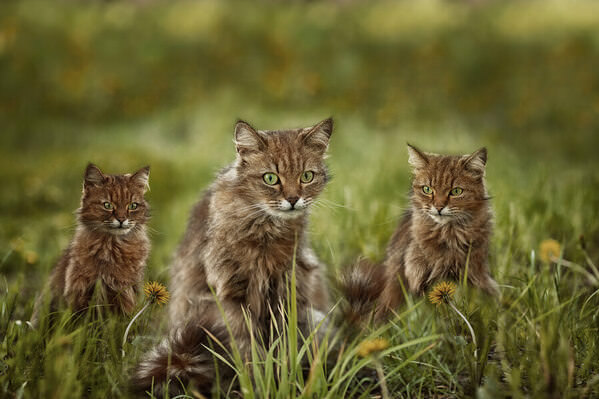 Photograph Olga Sofronova Cats on One Eyeland