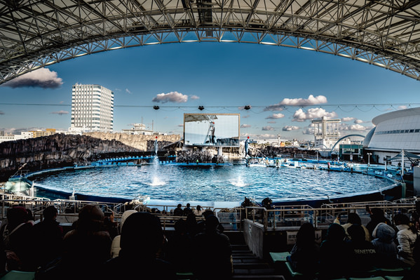 Photograph Mel Yukiina Dolphin Show on One Eyeland