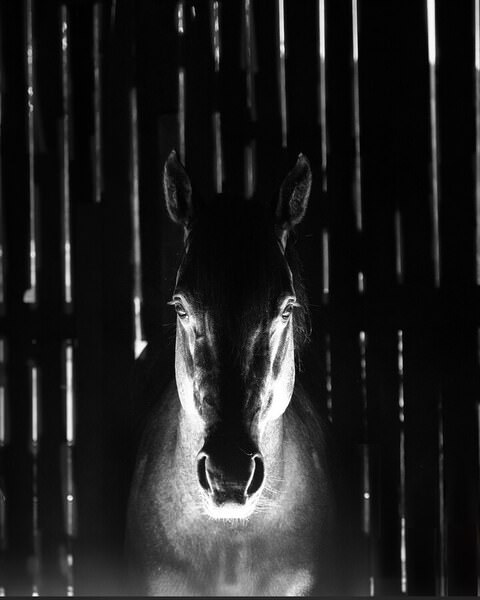 Photograph Penny York Lumination on One Eyeland