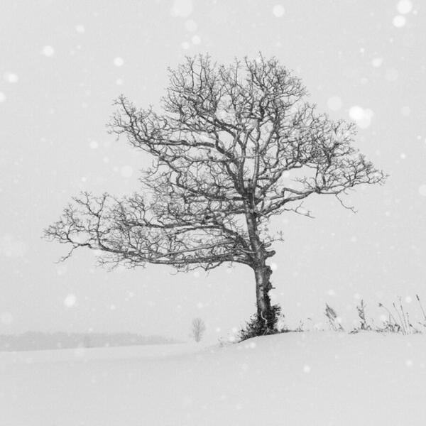 Photograph Kazuyuki Toriumi Lone Tree on One Eyeland