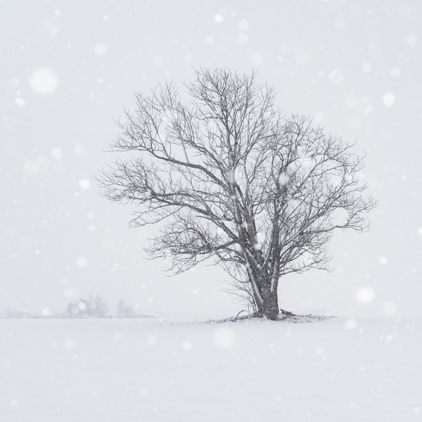 Photograph Kazuyuki Toriumi Lone Tree on One Eyeland