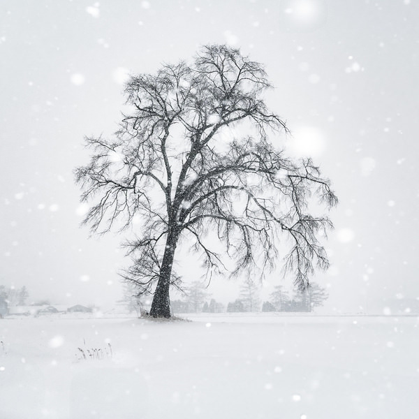 Photograph Kazuyuki Toriumi Lone Tree on One Eyeland