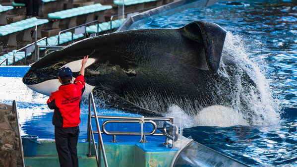 Photograph Mel Yukiina Killer Whale on One Eyeland