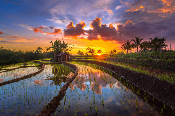 Photograph Rahmad Himawan Sunset Over The Rice Terraces on One Eyeland