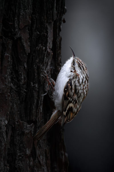 Photograph Algirdas Sinkevicius Eurasian Treecreeper Climbing Tree Bark In Natural on One Eyeland