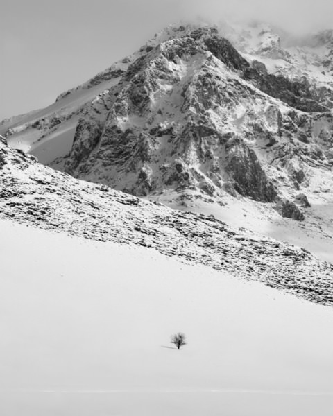 Photograph Mohammad Alipour Tree on One Eyeland