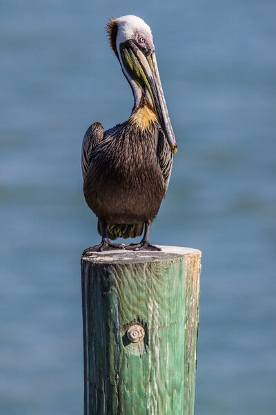 Photograph Arianna Grainey Pelican on One Eyeland