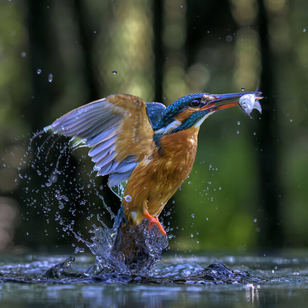 Photograph Anuj Kumar Rawla Breaking Free on One Eyeland