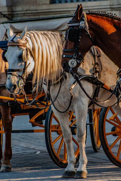 Photograph Ofe Barros Seville 2025 Waiting Horses on One Eyeland