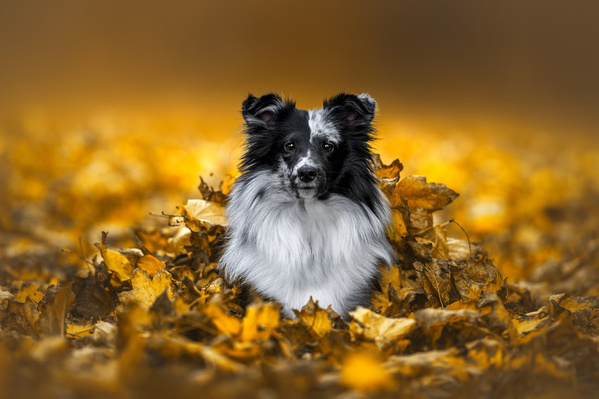 Photograph Lucie Nermutova Fluffy In The Fall on One Eyeland