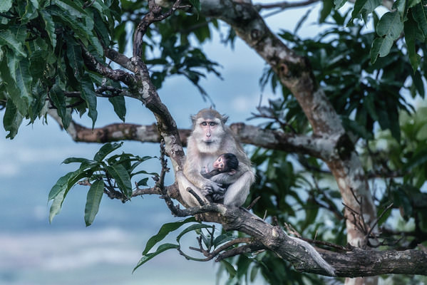 Photograph Aung Chan Thar Monkey on One Eyeland