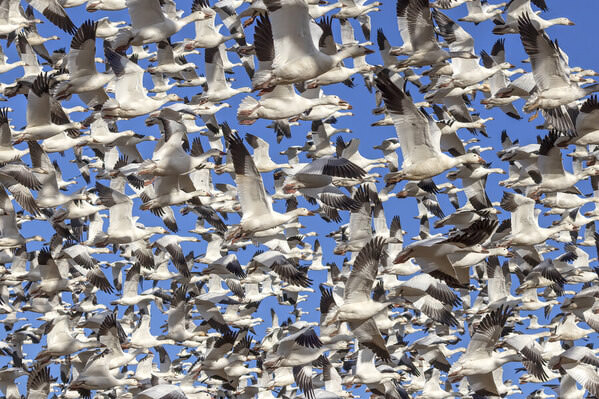 Photograph Jeff Grabert Sow Geese on One Eyeland