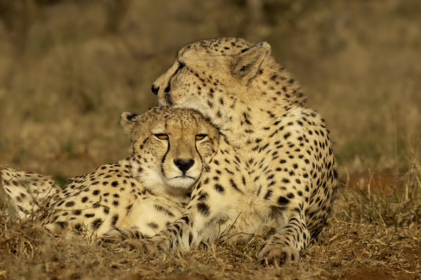 Photograph Jeff Grabert Brotherly Love on One Eyeland