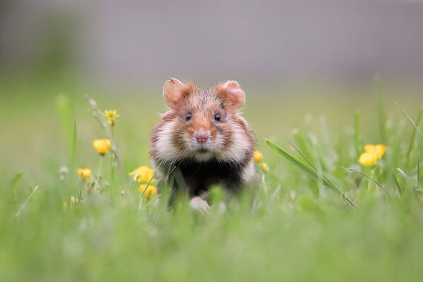 Photograph Judith Kuhn Hamster Romance on One Eyeland