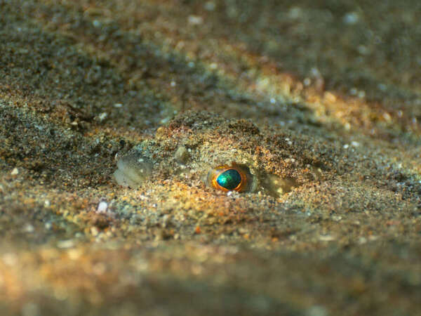 Photograph Yuta Suzuki The Ninjafish on One Eyeland