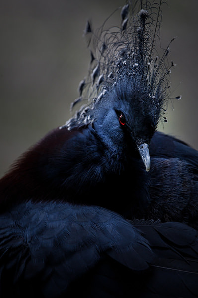 Photograph Setsuna Kurouzu Victoria Crowned Pigeon on One Eyeland