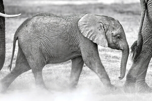 Photograph Jeff Grabert Follow The Leader on One Eyeland