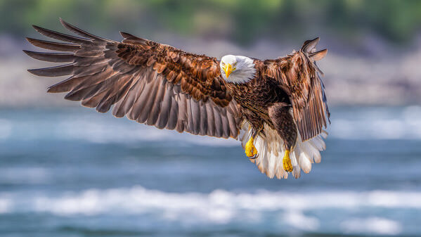Photograph Benny Chung Majestic Descent on One Eyeland